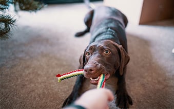 Managing pet budget_tile.jpg